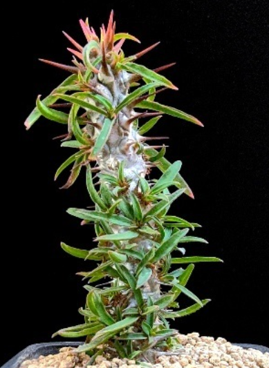 Euphorbia genoudiana 10 Pieces Seeds