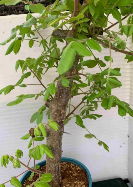 Commiphora leptophloeos 5 Pieces Seeds