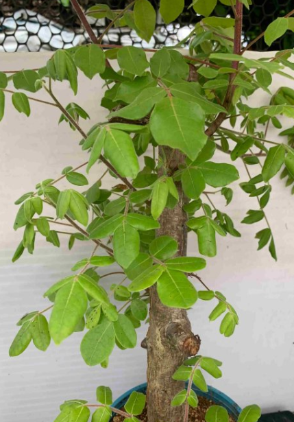 Commiphora leptophloeos 5 Pieces Seeds