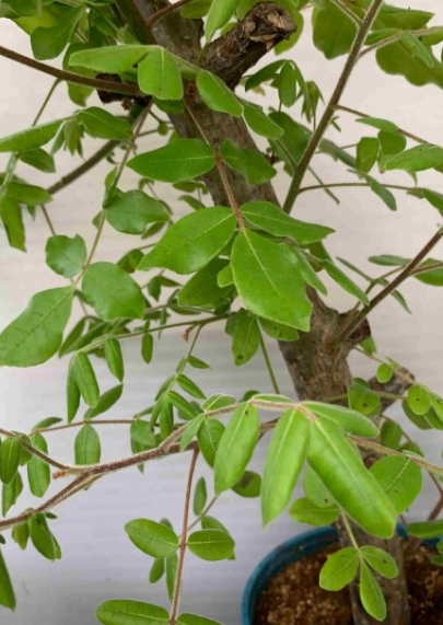 Commiphora leptophloeos 5 Pieces Seeds