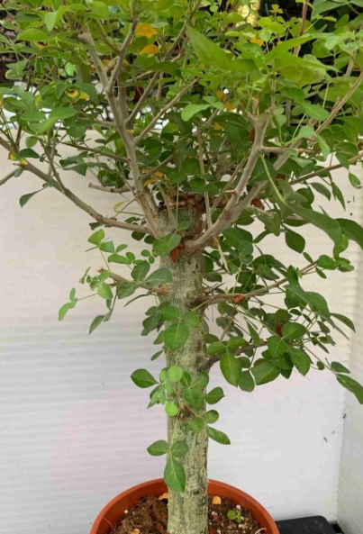 Commiphora pteleifolia 5 Pieces Seeds