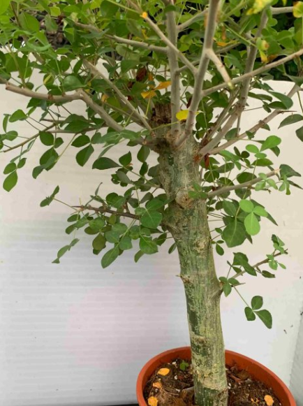 Commiphora pteleifolia 5 Pieces Seeds