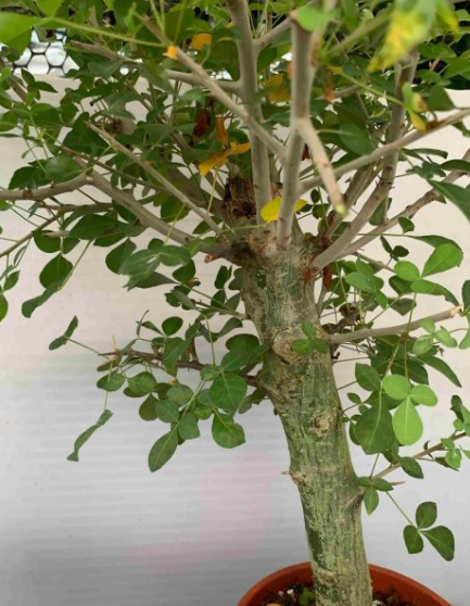 Commiphora pteleifolia 5 Pieces Seeds
