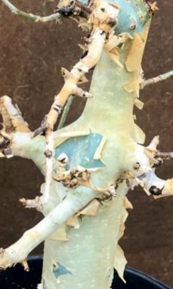 Commiphora blue peeling bark 5 Pieces Seeds
