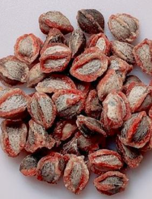 Commiphora morris 5 Pieces Seeds