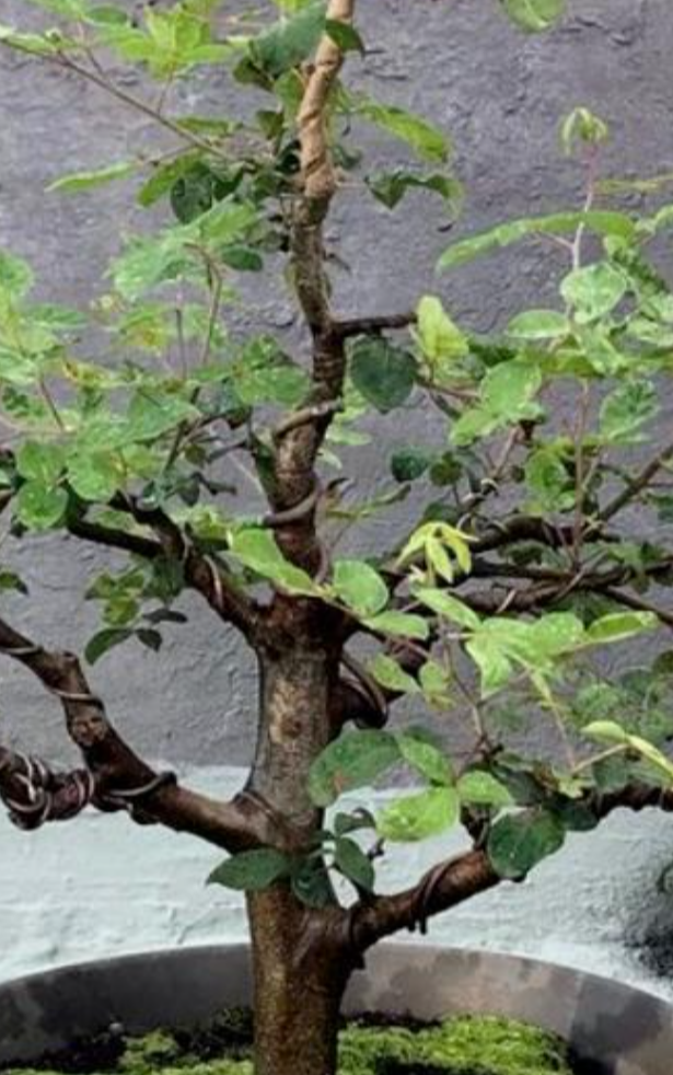 Commiphora morris 5 Pieces Seeds