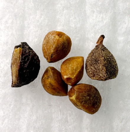 Commiphora kua var. gowlello 5 Pieces Seeds