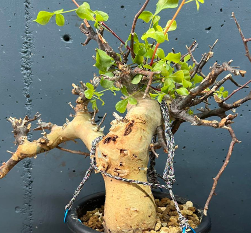 Commiphora kua var. gowlello 5 Pieces Seeds