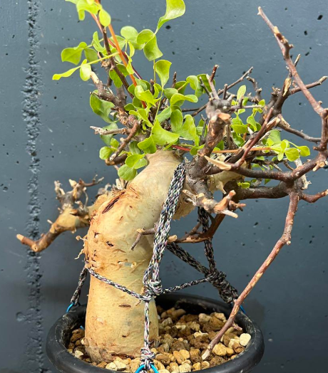 Commiphora kua var. gowlello 5 Pieces Seeds