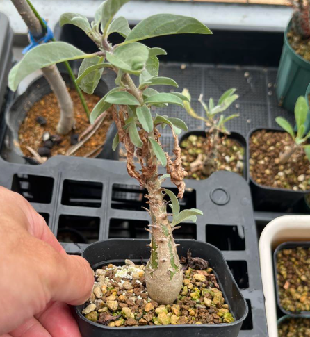 Sesamothamnus benguellensis 3 Pieces Seeds