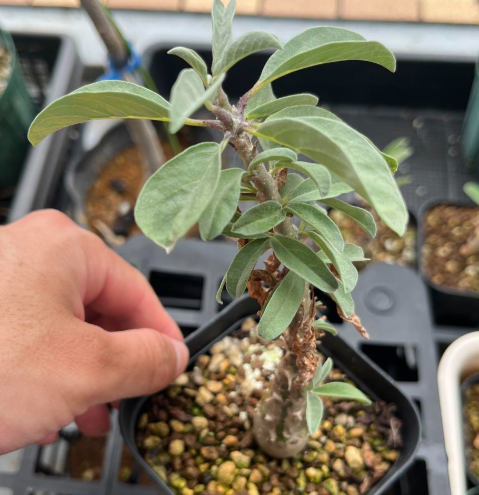 Sesamothamnus benguellensis 3 Pieces Seeds