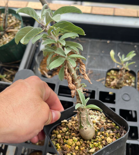 Sesamothamnus benguellensis 3 Pieces Seeds