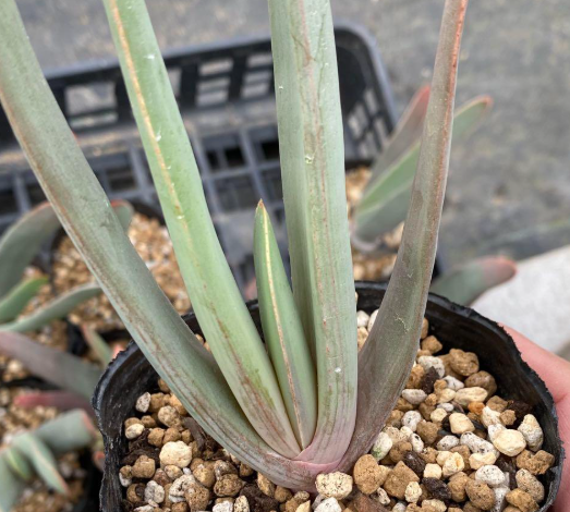 Aloe Plicatilis 12 Pieces Seeds