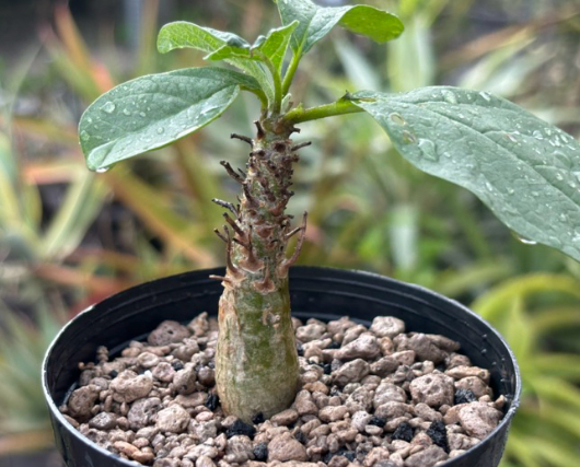 Sesamothamnus rivae 3 Pieces Seeds