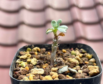 Sarcocaulon vanderietiae 5 Pieces Seeds