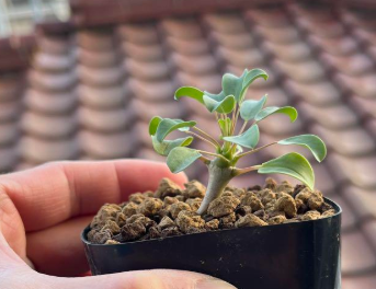 Sarcocaulon vanderietiae 5 Pieces Seeds