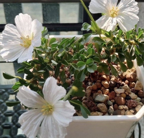 Sarcocaulon vanderietiae 5 Pieces Seeds