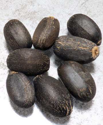 Jatropha Dichtar 12 Pieces Seeds