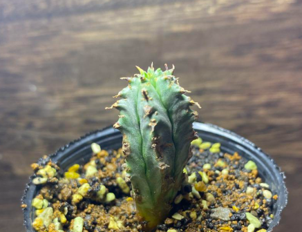 Euphorbia horida 7 Pieces Seeds