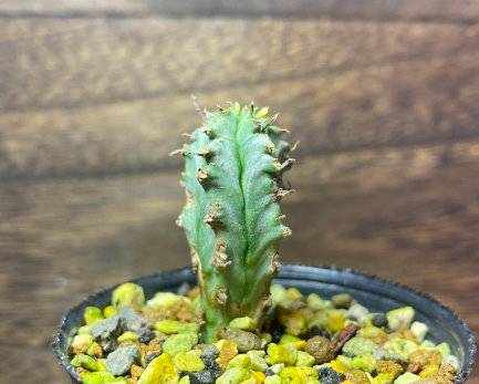 Euphorbia horida 7 Pieces Seeds