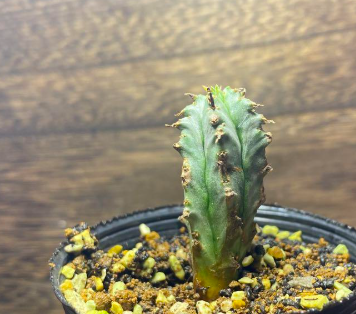 Euphorbia horida 7 Pieces Seeds