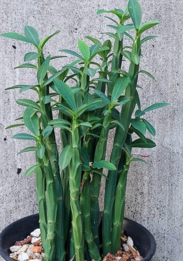 Euphorbia pteroneura 10 Pieces Seeds