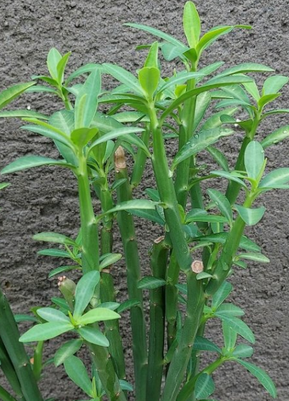 Euphorbia pteroneura 10 Pieces Seeds