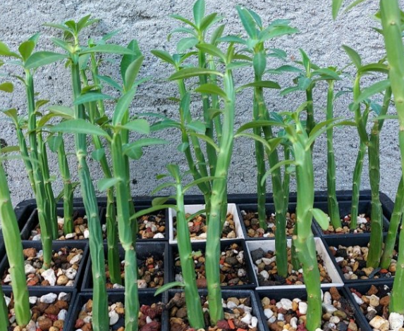 Euphorbia pteroneura 10 Pieces Seeds