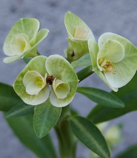 Euphorbia pteroneura 10 Pieces Seeds