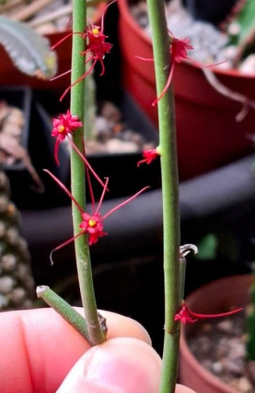 Euphorbia ceroderma Red Flower 10 Pieces Seeds