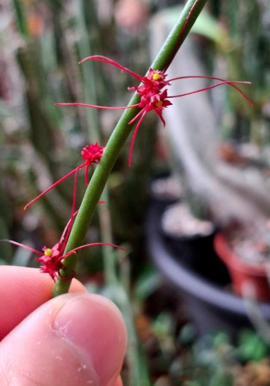 Euphorbia ceroderma Red Flower 10 Pieces Seeds