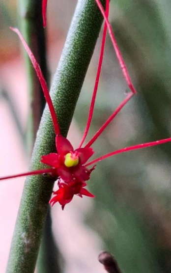 Euphorbia ceroderma Red Flower 10 Pieces Seeds