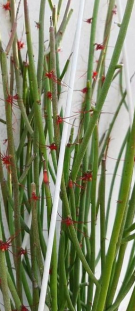 Euphorbia ceroderma Red Flower 10 Pieces Seeds