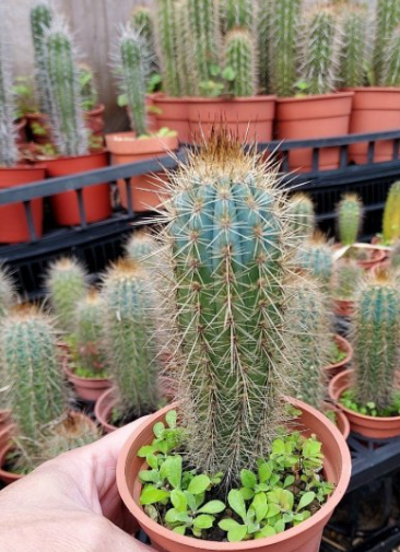 Pilosocereus braunii 10 Pieces Seeds