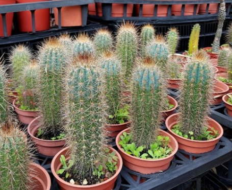 Pilosocereus braunii 10 Pieces Seeds