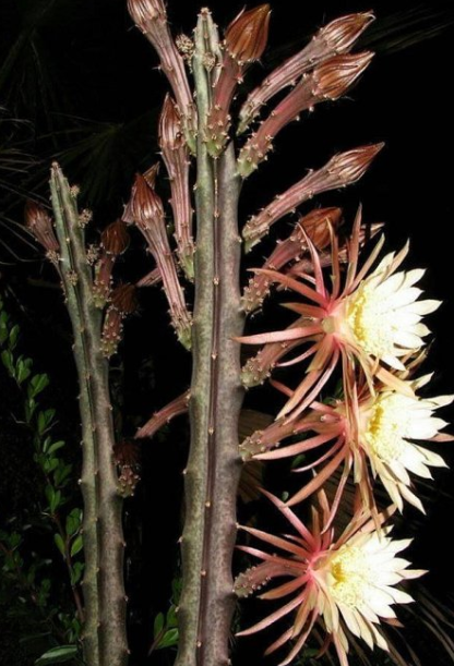 Peniocereus maculatus 10 Pieces Seeds