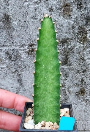 Peniocereus maculatus 10 Pieces Seeds
