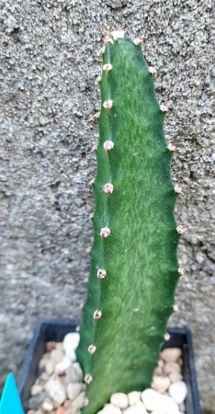 Peniocereus maculatus 10 Pieces Seeds