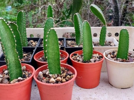 Peniocereus maculatus 10 Pieces Seeds