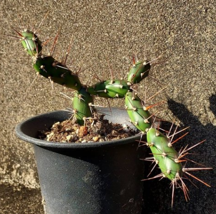 Opuntia aurantiaca 8 Pieces Seeds