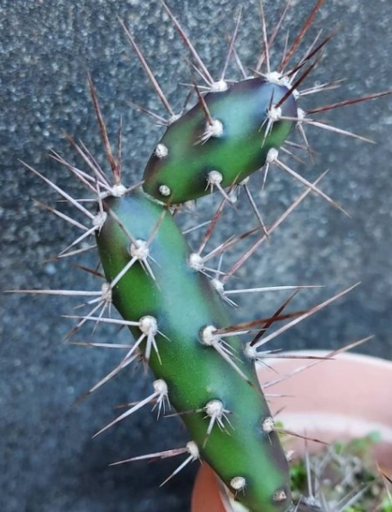 Opuntia aurantiaca 8 Pieces Seeds