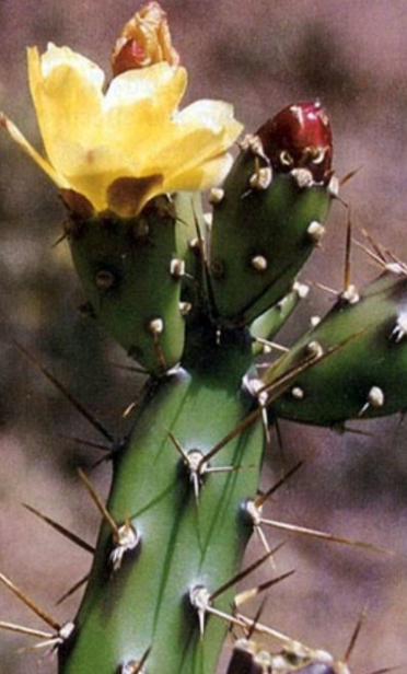 Opuntia aurantiaca 8 Pieces Seeds