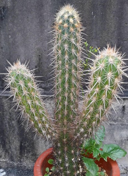 Pilosocereus gounellei 10 Pieces Seeds