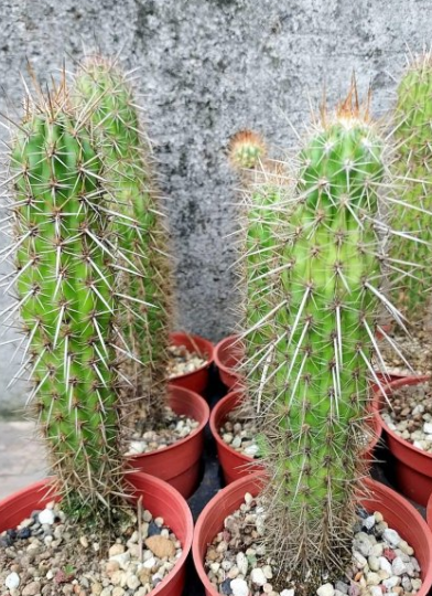 Pilosocereus gounellei 10 Pieces Seeds