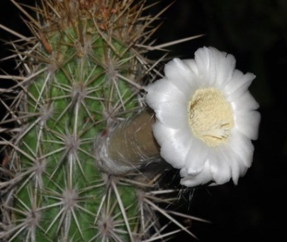 Pilosocereus gounellei 10 Pieces Seeds