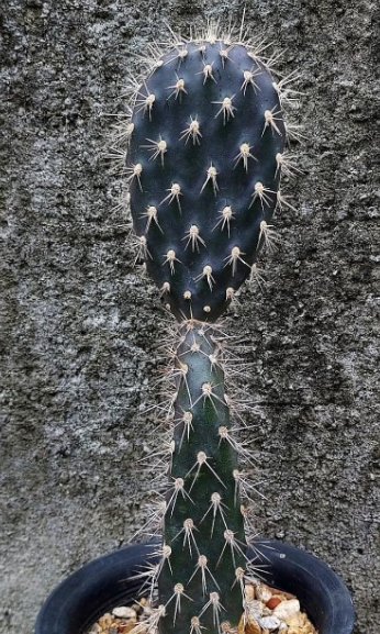 Opuntia galapageia Black 8 Pieces Seeds