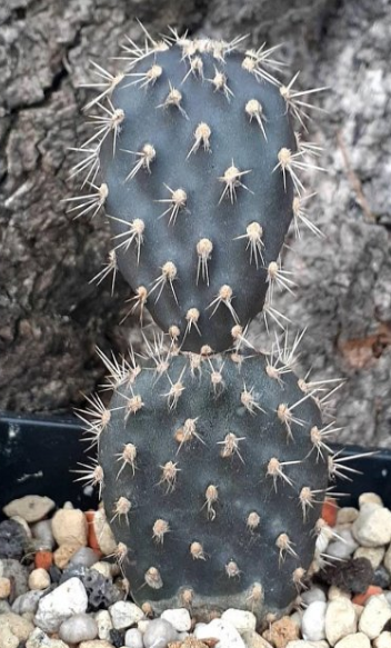 Opuntia galapageia Black 8 Pieces Seeds