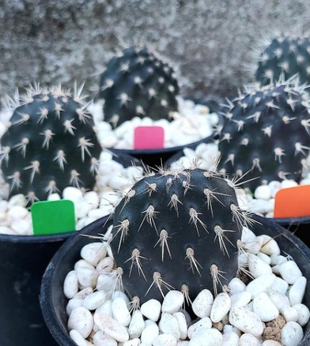 Opuntia galapageia Black 8 Pieces Seeds