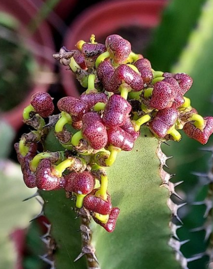 Euphorbia memoralis 10 Pieces Seeds