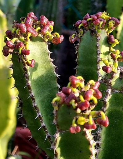 Euphorbia memoralis 10 Pieces Seeds